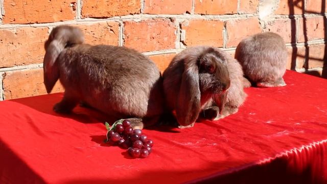 Кролики породы "Французский баран" Гавана смотреть онлайн
