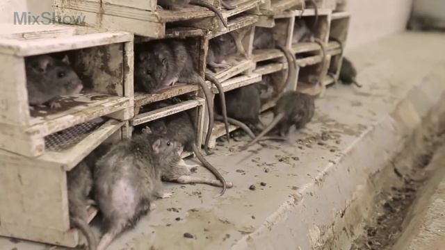 5 САМЫХ ОПАСНЫХ КЛЕЩЕЙ В МИРЕ смотреть онлайн