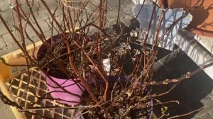 ГОРТЕНЗИИ ФРЕНЧ БОЛЕРО И СБЕЖАВШАЯ НЕВЕСТА ПОСЛЕ ЗИМОВКИ