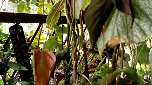 14 Tips & Hacks on Plant Care & Propagation for Philodendrons Types : Philodendron Micans смотреть онлайн