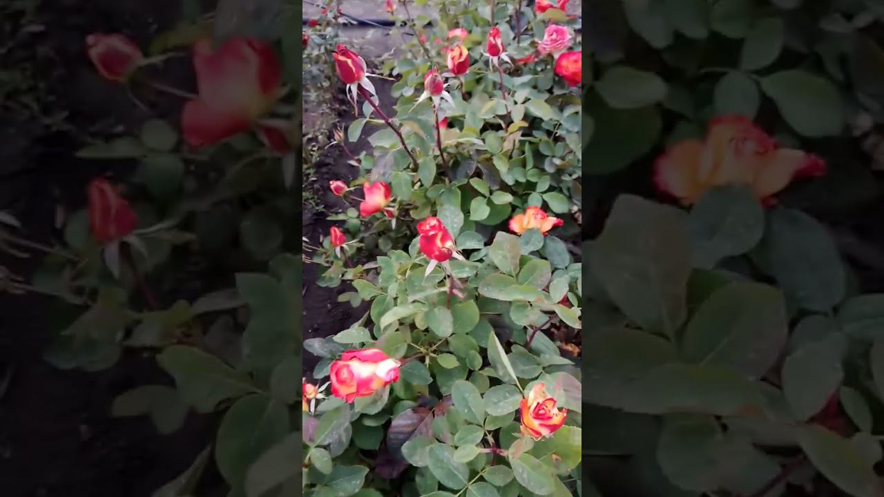 Лина https://rose-bushes.ru/ смотреть онлайн