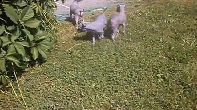 щенки Перуанской голой собаки смотреть онлайн