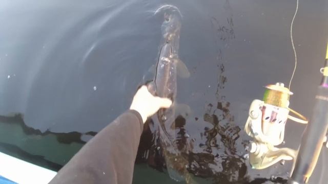 Лучшие и худшие копии Страйк, Косадака, Тсу Еки, ALL Blue Часть 3 смотреть онлайн