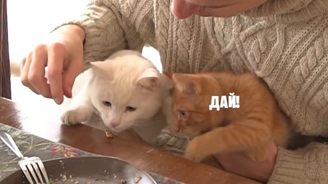 КОТ ПЕРЕПУТАЛ ПАЛЕЦ С ЕДОЙ! (Было больно) смотреть онлайн