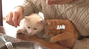 КОТ ПЕРЕПУТАЛ ПАЛЕЦ С ЕДОЙ! (Было больно)