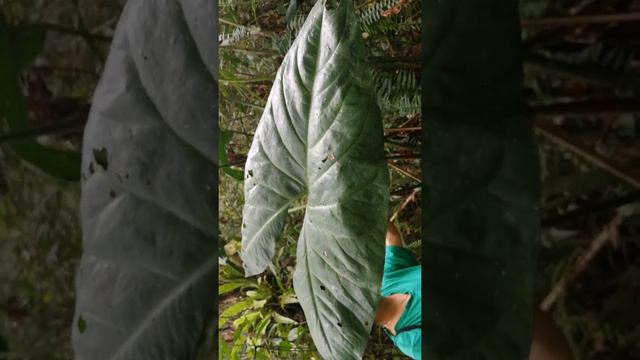 Alismatales. Araceae. Cyrtosperma Ferox. Borneo.