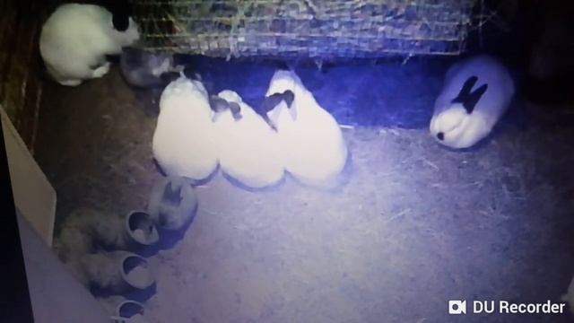 Видеозапись с видеорегистратора в яме для кроликов! смотреть онлайн