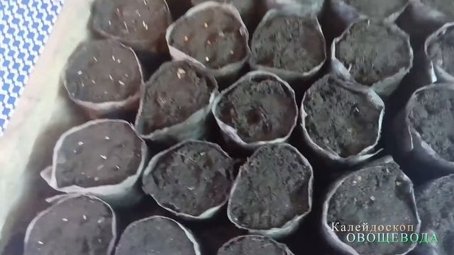 Зелень в кулечках смотреть онлайн