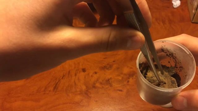 Heteroscodra Maculata.Распаковка.ЯД.Паук птицеед.L5