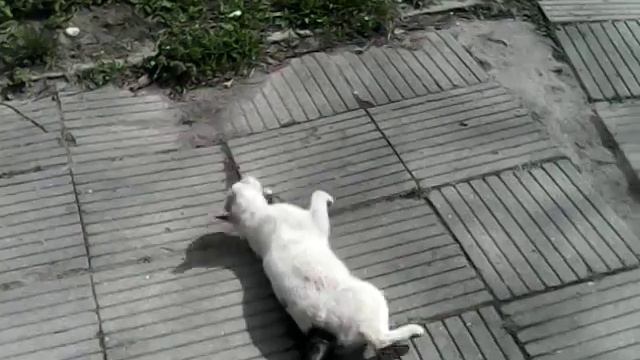 Местный алкаш смотреть онлайн