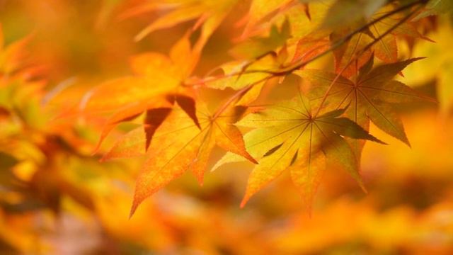 ЗОЛОТАЯ ОСЕНЬ!!!!! смотреть онлайн