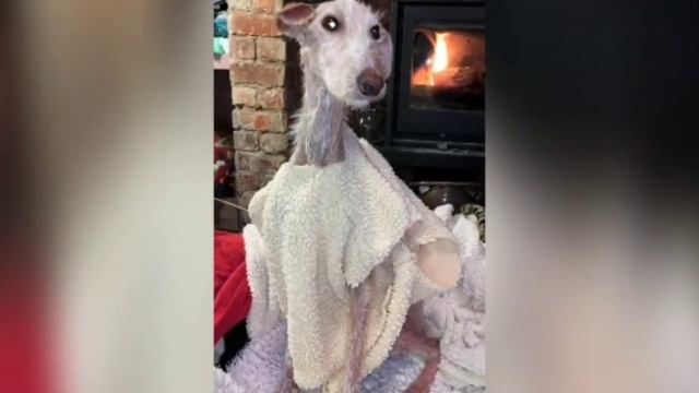 На улице люди обнаружили тощую собаку. Но волонтеры смогли ей помочь. смотреть онлайн