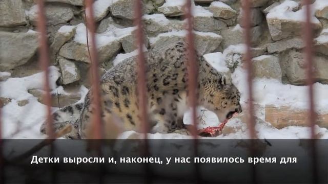 Дикие кошки ждут Деда Мороза! смотреть онлайн