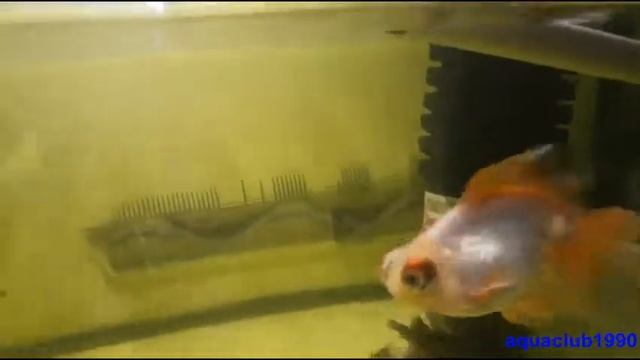 Телескоп баттерфляй красный/черный смотреть онлайн