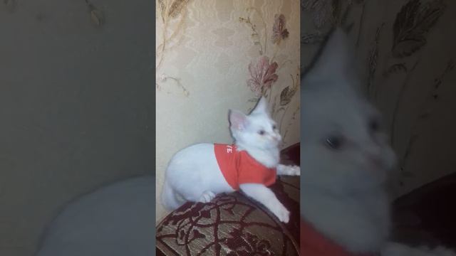 Турецкая ангора. Снежок