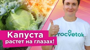 ВСЕГДА КОРМЛЮ ТАК КАПУСТУ В АВГУСТЕ, и она завязывает плотные, сочные и крупные кочаны