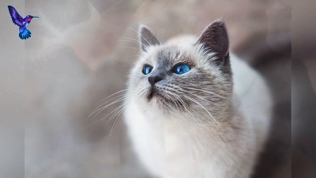 Почему кошка кусает хозяина - 4 причины смотреть онлайн