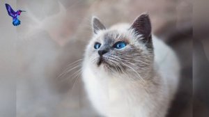 Почему кошка кусает хозяина - 4 причины