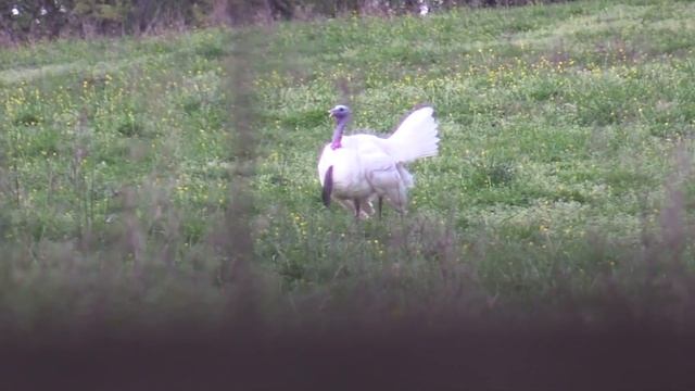 Public Land Turkey Hunting White Tom: The Ghost Goes Down смотреть онлайн