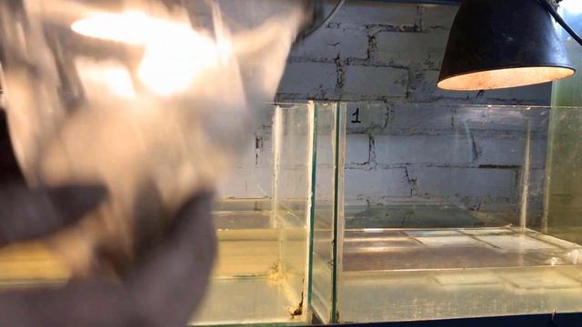 Дневник 20. Моина. Уход и разведение гуппи.