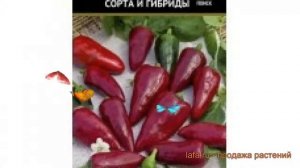 Перец сладкий Гномик (gnomik gnomik) ? сладкий перец Гномик обзор: как сажать, семена перца Гномик