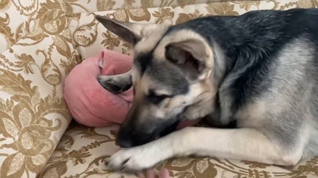 Поведение собаки в новой квартире . Временный переезд . Овчарка ВЕО Гера . смотреть онлайн