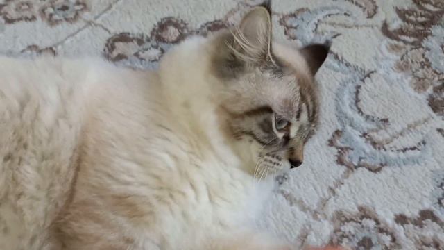 Невский маскарадный Кот Бонифаций смотреть онлайн