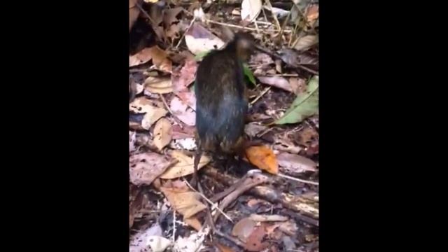 Mouse Deer (Kancil) Release, 2014. смотреть онлайн