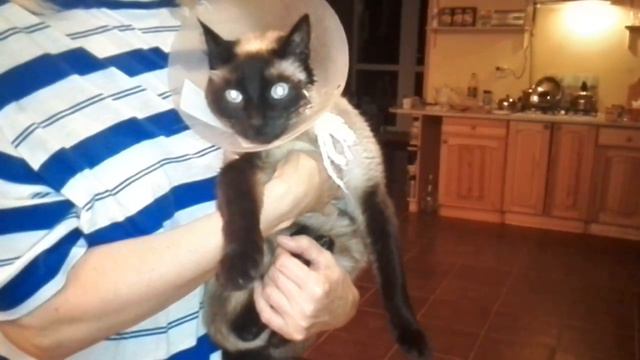 Кот смотрит телевизор/A cat is watching tv смотреть онлайн