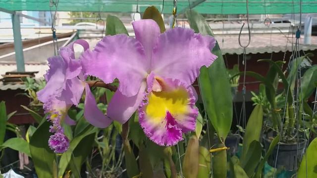 Blc. Pamela Hetherington ‘Coronation’ FCC/AOS Masterpiece
Nguồn: Stewart Orchids смотреть онлайн