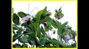 Душистый горошек: посадка и уход