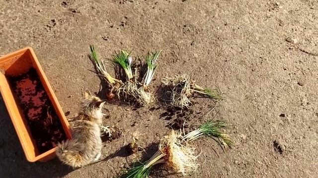 Выкопка шафрана на зиму или укрытие волокном. смотреть онлайн