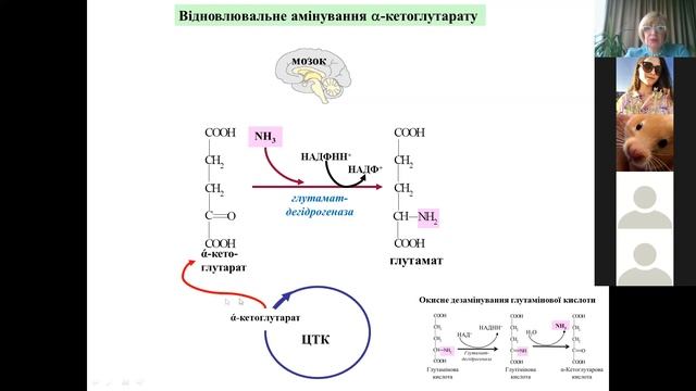 ОБМЕН БЕЛКОВ И АМИНОКИСЛОТ 4. Пути обезвреживания аммиака. смотреть онлайн