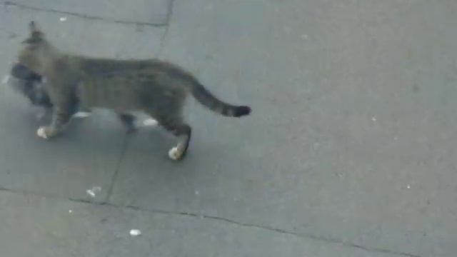 кот поймал голубя