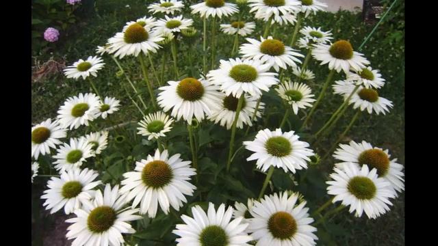 #Многолетники72 #Эхинацеи6 #Цветы для сада и бизнеса от Ольги Шевчук смотреть онлайн