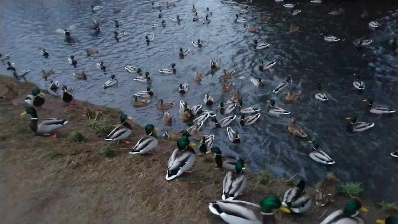 Утки в Кузьминском парке в Москве смотреть онлайн