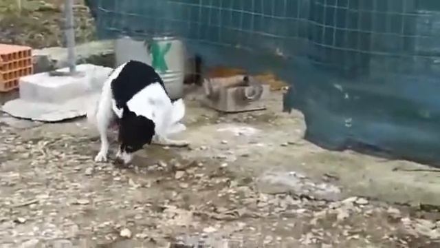 Как правильно жарить курицу) смотреть онлайн