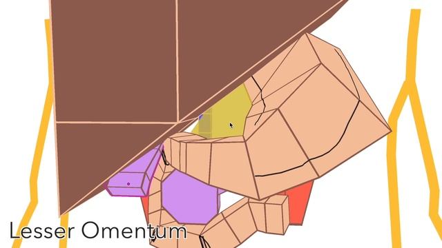 Abdomen Anatomy Simplified - Organs, Relations & Lesser Sac смотреть онлайн