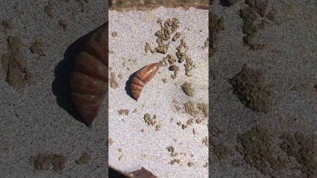 Личинки саранчи смотреть онлайн