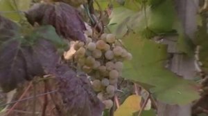 Виноград Любава.