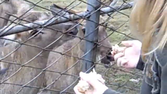 косули в неволе смотреть онлайн