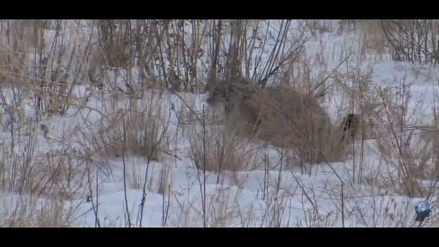 Дикий Кот Манул