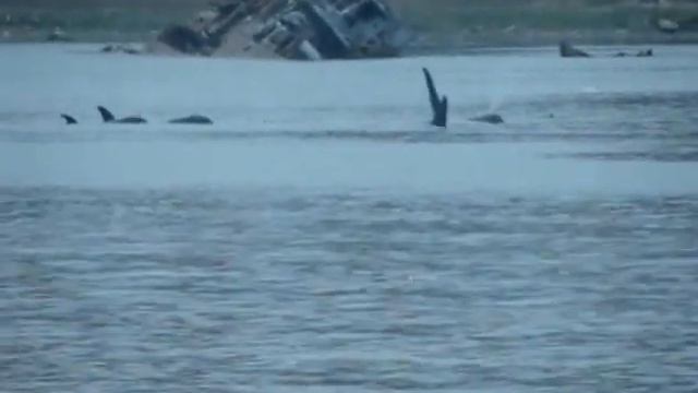 Касатки. Петропавловск-Камчатский. смотреть онлайн