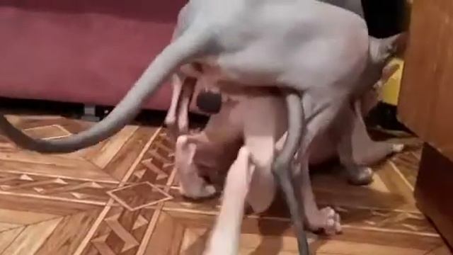 Вязка кошек породы сфинкс.кошачьи страсти. смотреть онлайн