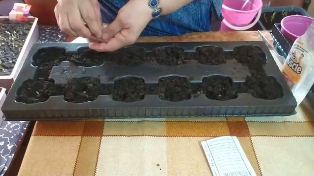 Весна пришла,весне дорогу!Пикируем помидоры и петунию.Сажаем бархатцы,пальмы и кабачки и ждем урожа смотреть онлайн