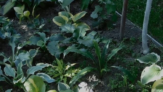 Хосты! Любовь с первого взгляда и навсегда. В саду у Татьяны. смотреть онлайн
