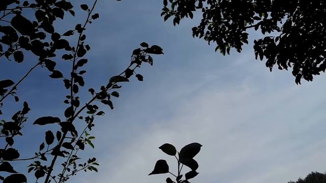 Улетают скворцы смотреть онлайн