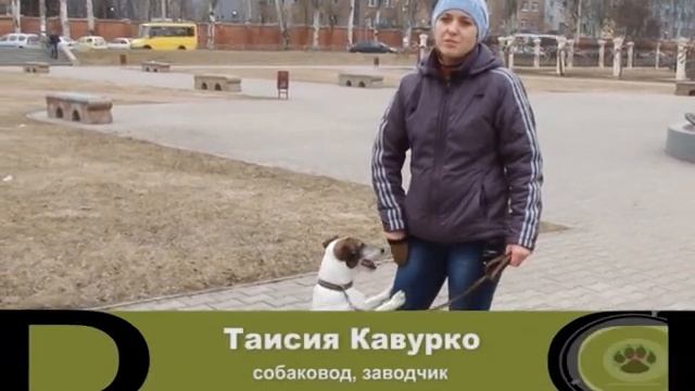 Фокстерьер. О породе смотреть онлайн