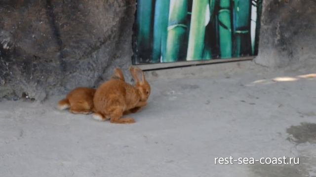 Карликовые рыжие кролики в экзотик парке в Голубицкой смотреть онлайн