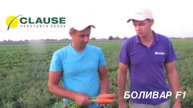 Отзывы о новинке: морковь БОЛИВАР F1, CLAUSE смотреть онлайн